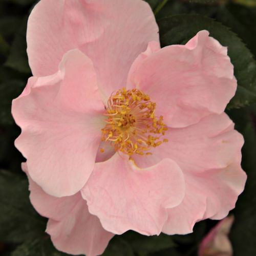 Online rózsa kertészet - parkrózsa - narancssárga - rózsaszín - Rosa Fáy Aladár - nem illatos rózsa - Márk Gergely - Betegségekkel szemben toleráns, szárazságtűrő, fagyálló. Szoliterként vagy csoportosan, virágzó folt kialakítására alkalmas.
